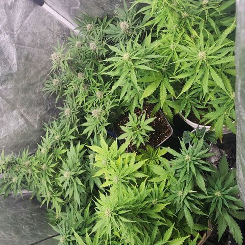 Magnum Cookies Auto growlog timeline photo