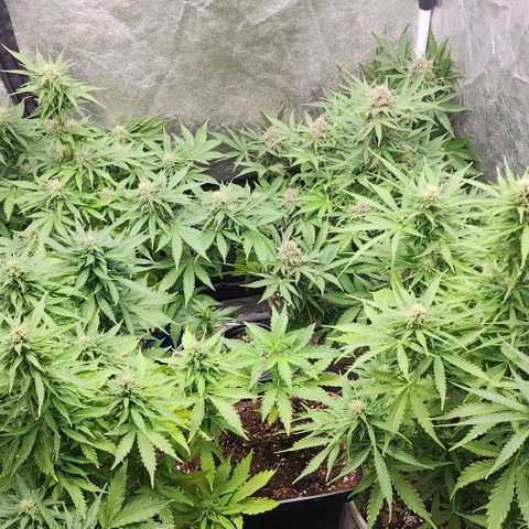 Magnum Cookies Auto growlog timeline photo