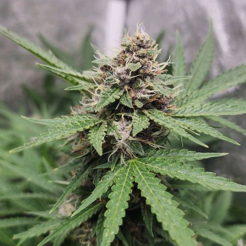 Magnum Cookies Auto growlog timeline photo