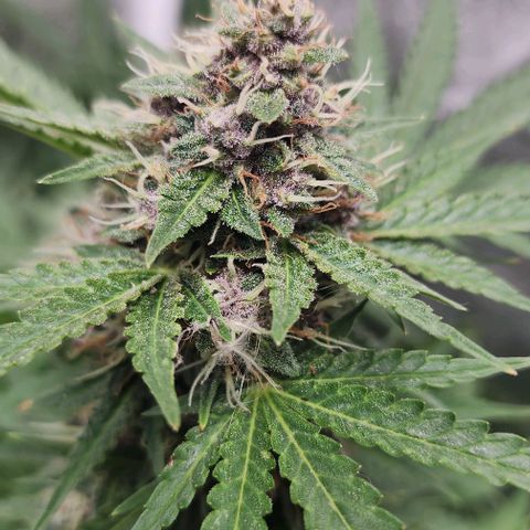 Magnum Cookies Auto growlog timeline photo