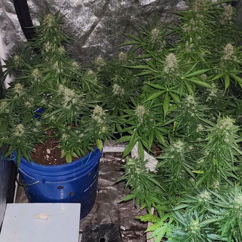 Magnum Cookies Auto growlog timeline photo