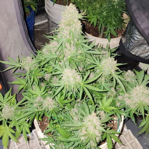 Magnum Cookies Auto growlog timeline photo