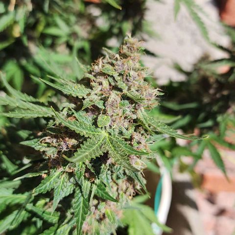 Magnum Cookies Auto growlog timeline photo