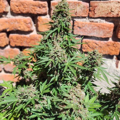 Magnum Cookies Auto growlog timeline photo