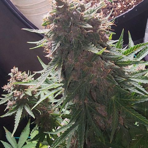 Magnum Cookies Auto growlog timeline photo