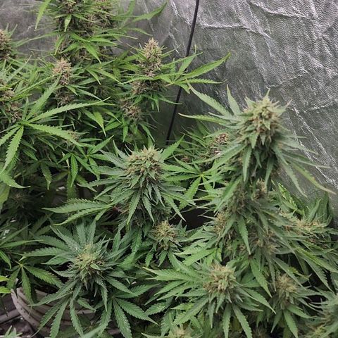 Magnum Cookies Auto growlog timeline photo