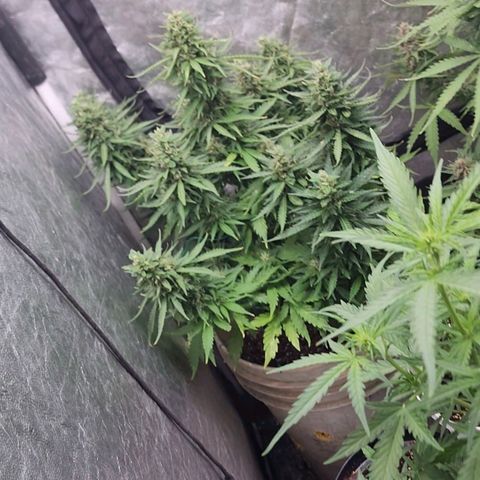 Magnum Cookies Auto growlog timeline photo