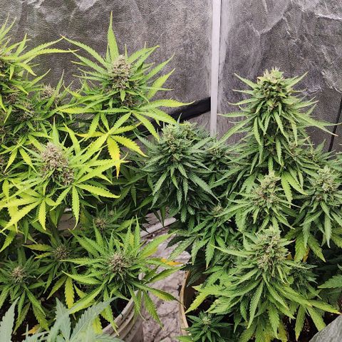Magnum Cookies Auto growlog timeline photo