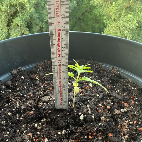 Sundae Driver growlog timeline photo