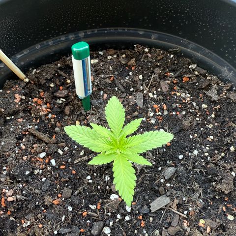 Sundae Driver growlog timeline photo