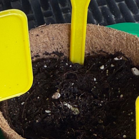 Watermelon Automatic growlog timeline photo