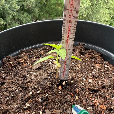 Sundae Driver growlog timeline photo