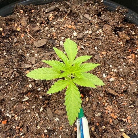 Sundae Driver growlog timeline photo