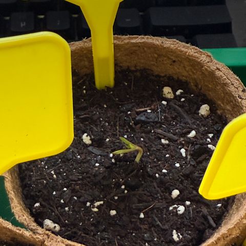 HulkBerry Automatic growlog timeline photo