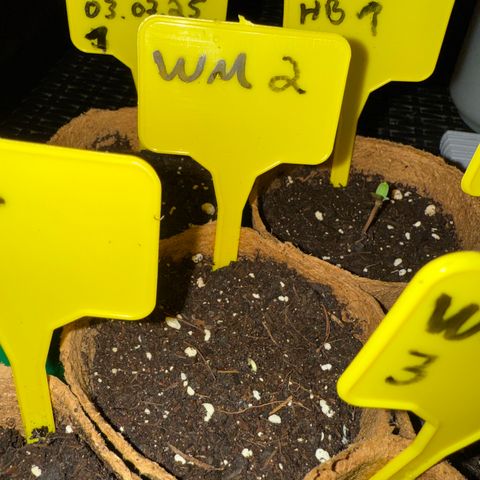 Watermelon Automatic growlog timeline photo