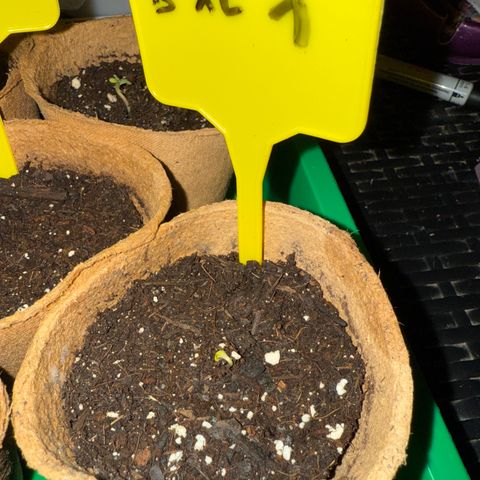 Bubblegum XL growlog timeline photo