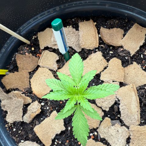 Sundae Driver growlog timeline photo