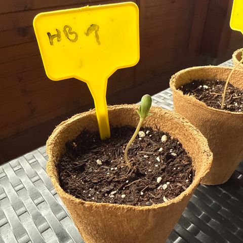 HulkBerry Automatic growlog timeline photo