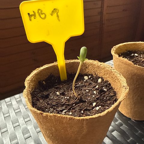 HulkBerry Automatic growlog timeline photo