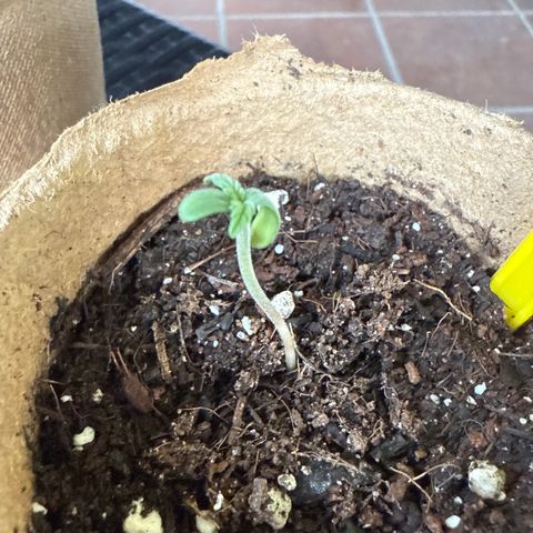 Watermelon Automatic growlog timeline photo