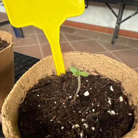 Bubblegum XL growlog timeline photo
