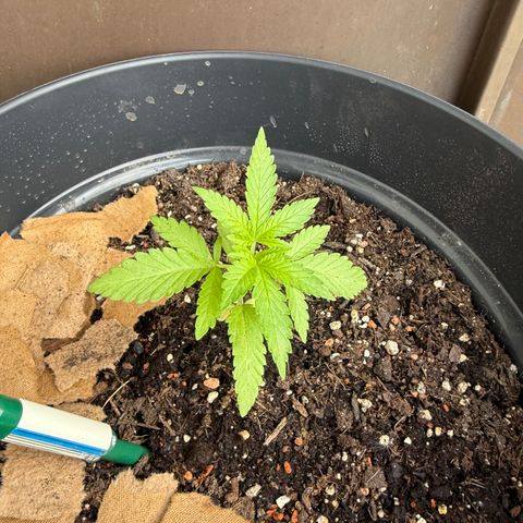 Sundae Driver growlog timeline photo