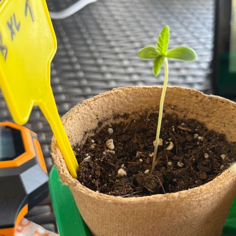 Bubblegum XL growlog timeline photo