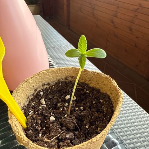 Bubblegum XL growlog timeline photo