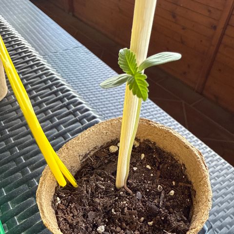 HulkBerry Automatic growlog timeline photo