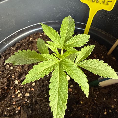 Sundae Driver growlog timeline photo