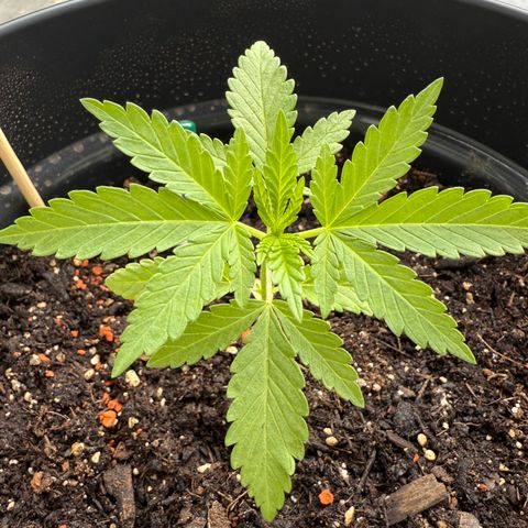 Sundae Driver growlog timeline photo