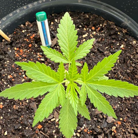 Sundae Driver growlog timeline photo