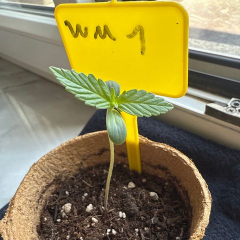 Watermelon Automatic growlog timeline photo