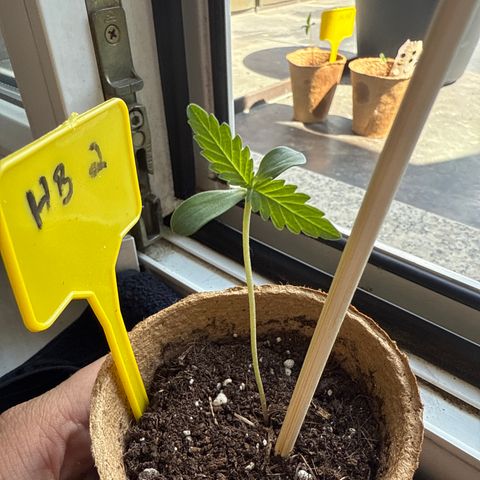 Hulkberry Automatic 2 growlog timeline photo