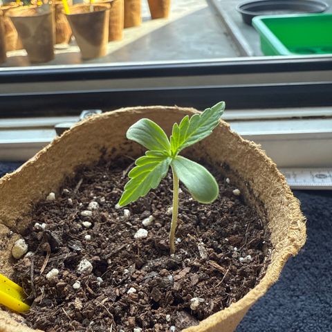 Purple Queen Automatic growlog timeline photo