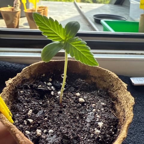 Watermelon Automatic 2 growlog timeline photo
