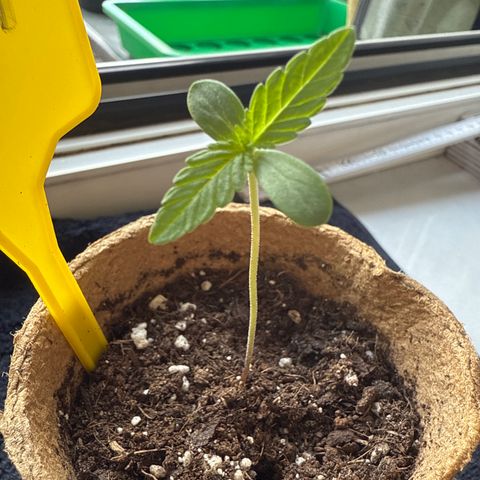 Bubblegum XL growlog timeline photo