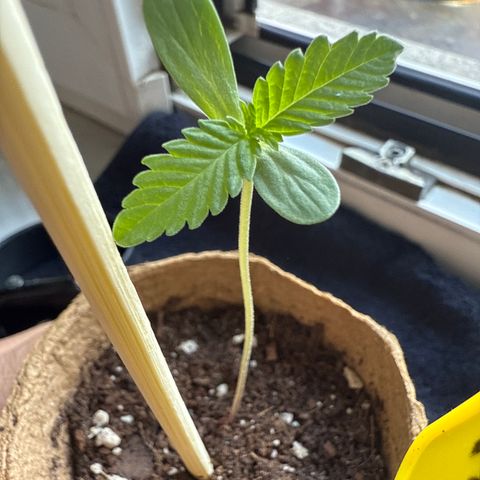 HulkBerry Automatic growlog timeline photo
