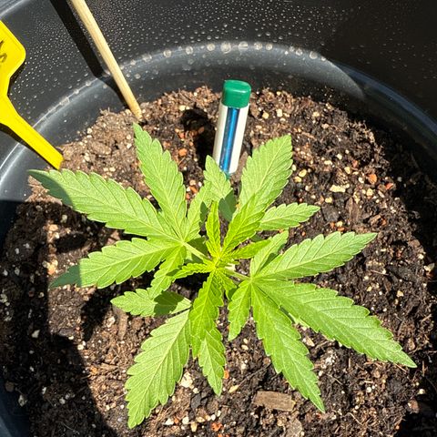 Sundae Driver growlog timeline photo
