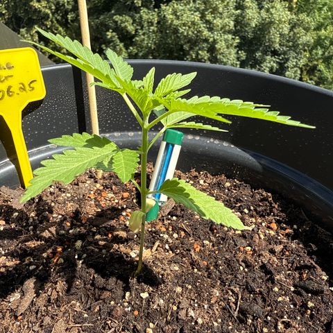 Sundae Driver growlog timeline photo