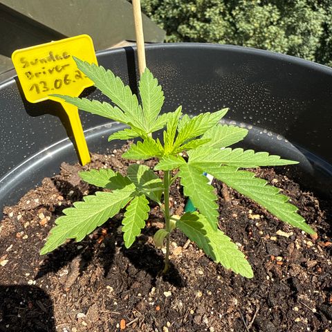 Sundae Driver growlog timeline photo