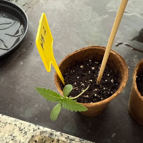 Hulkberry Automatic 2 growlog timeline photo
