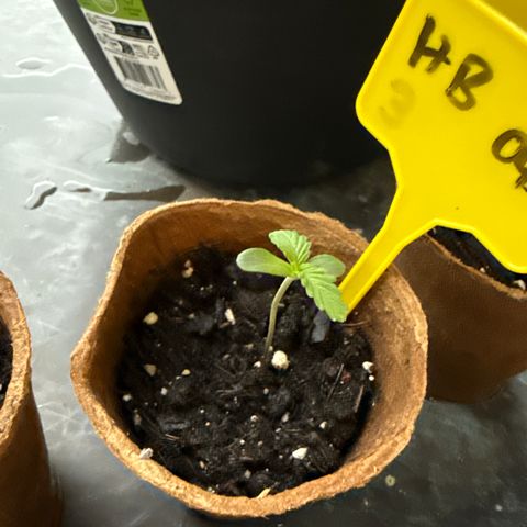 HulkBerry Automatic 3 growlog timeline photo