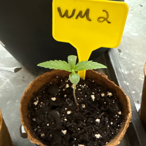 Watermelon Automatic 2 growlog timeline photo