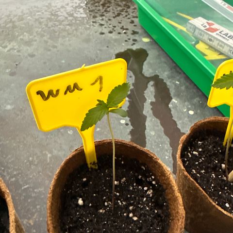 Watermelon Automatic growlog timeline photo
