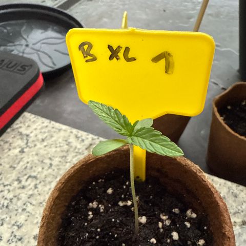 Bubblegum XL growlog timeline photo