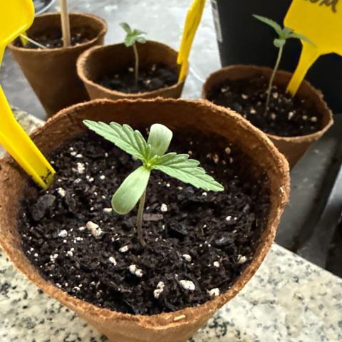 Purple Queen Automatic growlog timeline photo