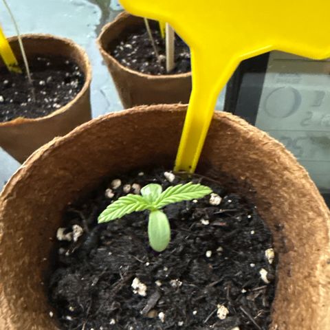 Watermelon Automatic 3 growlog timeline photo