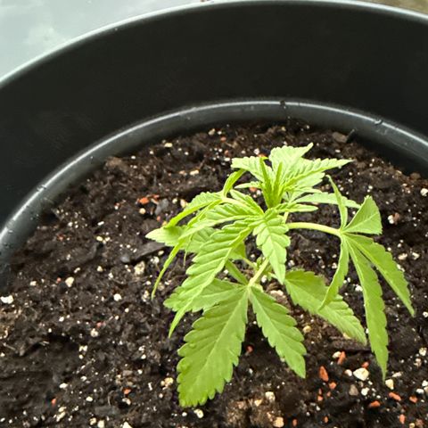 Sundae Driver growlog timeline photo