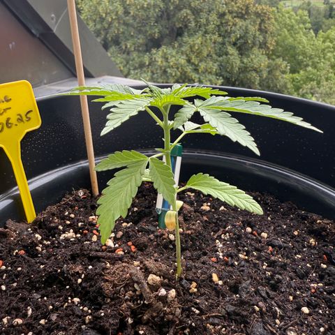 Sundae Driver growlog timeline photo